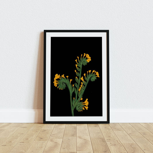 California Wildflower Fiddleneck Art Print