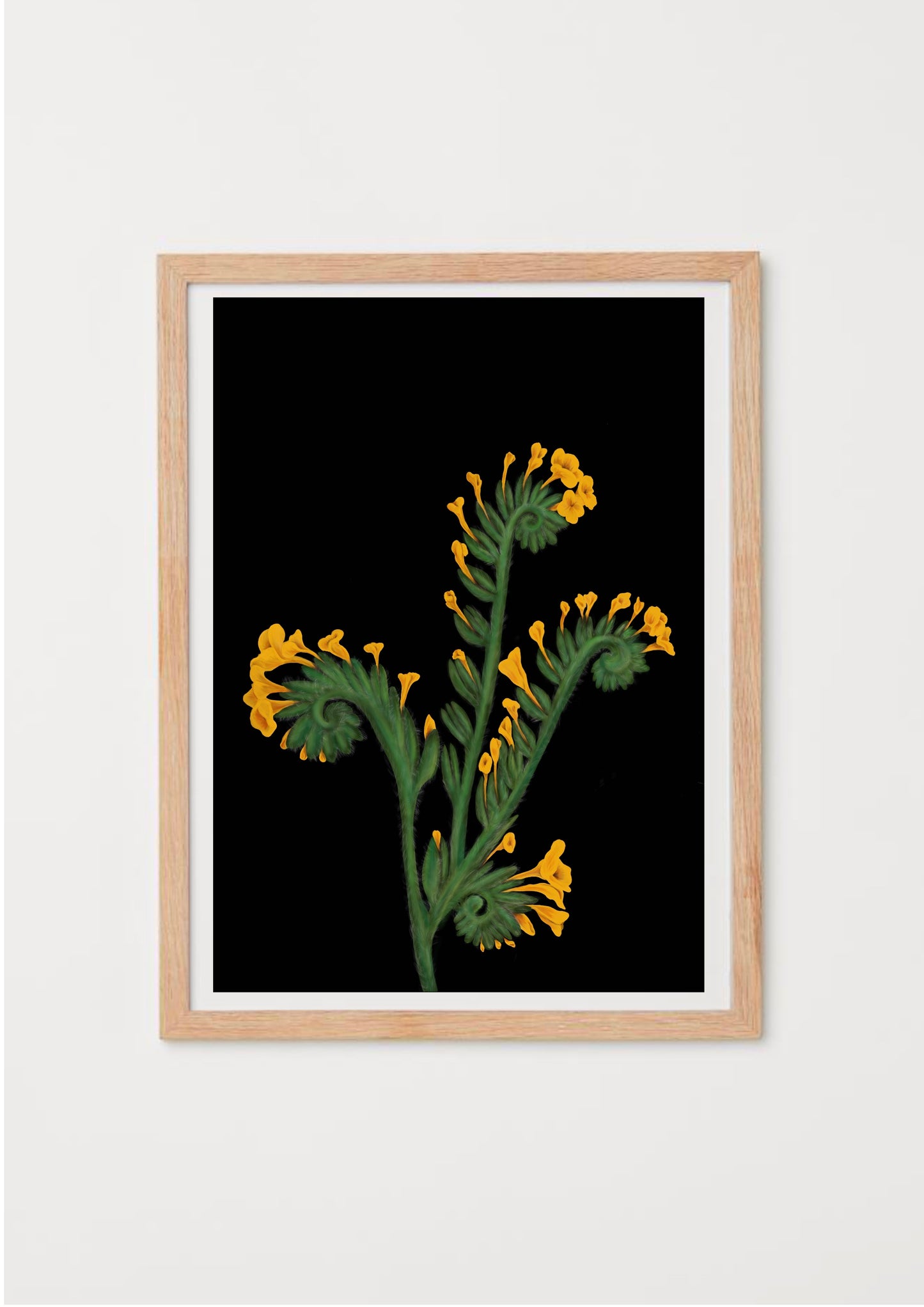 California Wildflower Fiddleneck Art Print on black background by Emma de la Pena