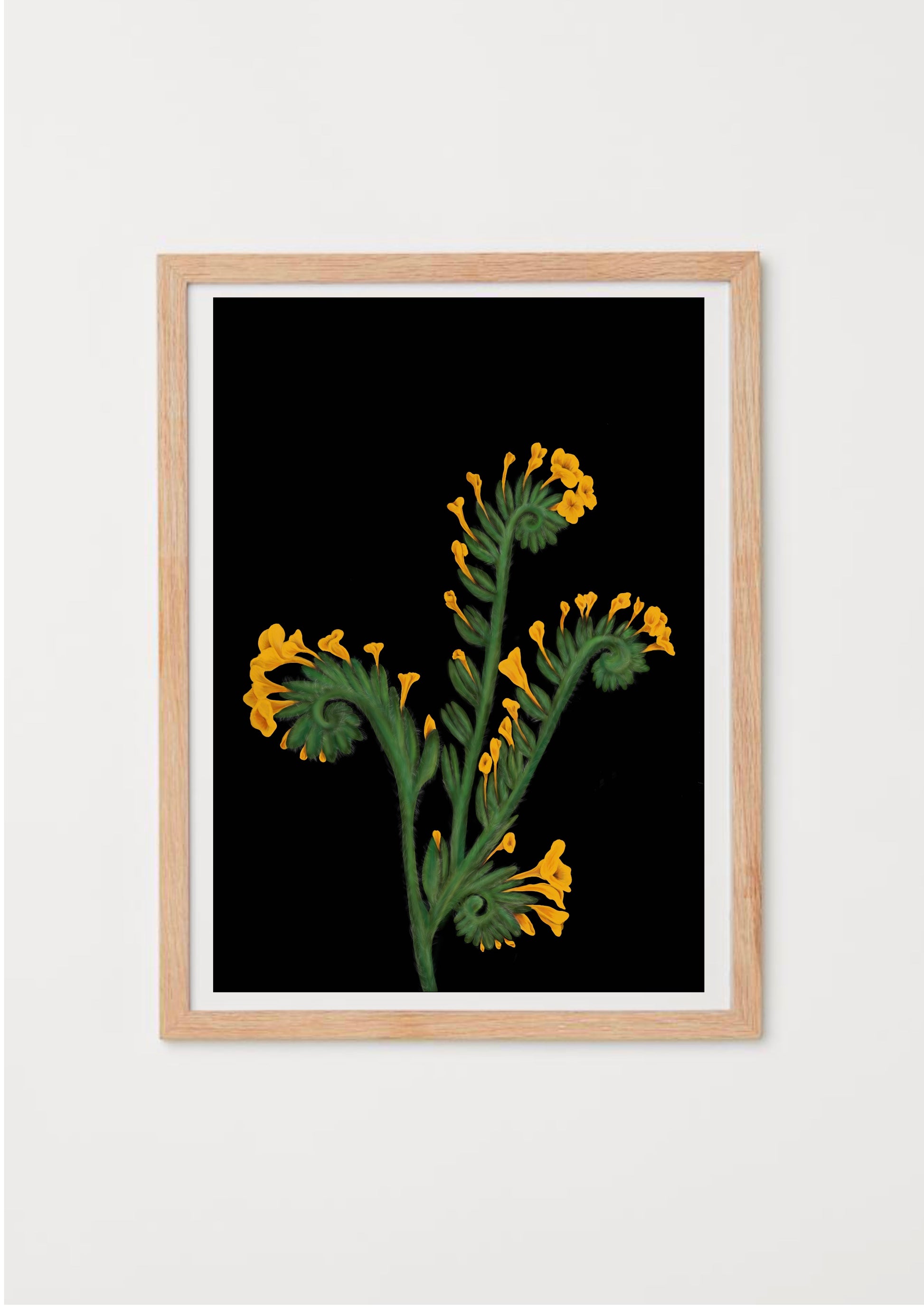 California Wildflower Fiddleneck Art Print on black background by Emma de la Pena