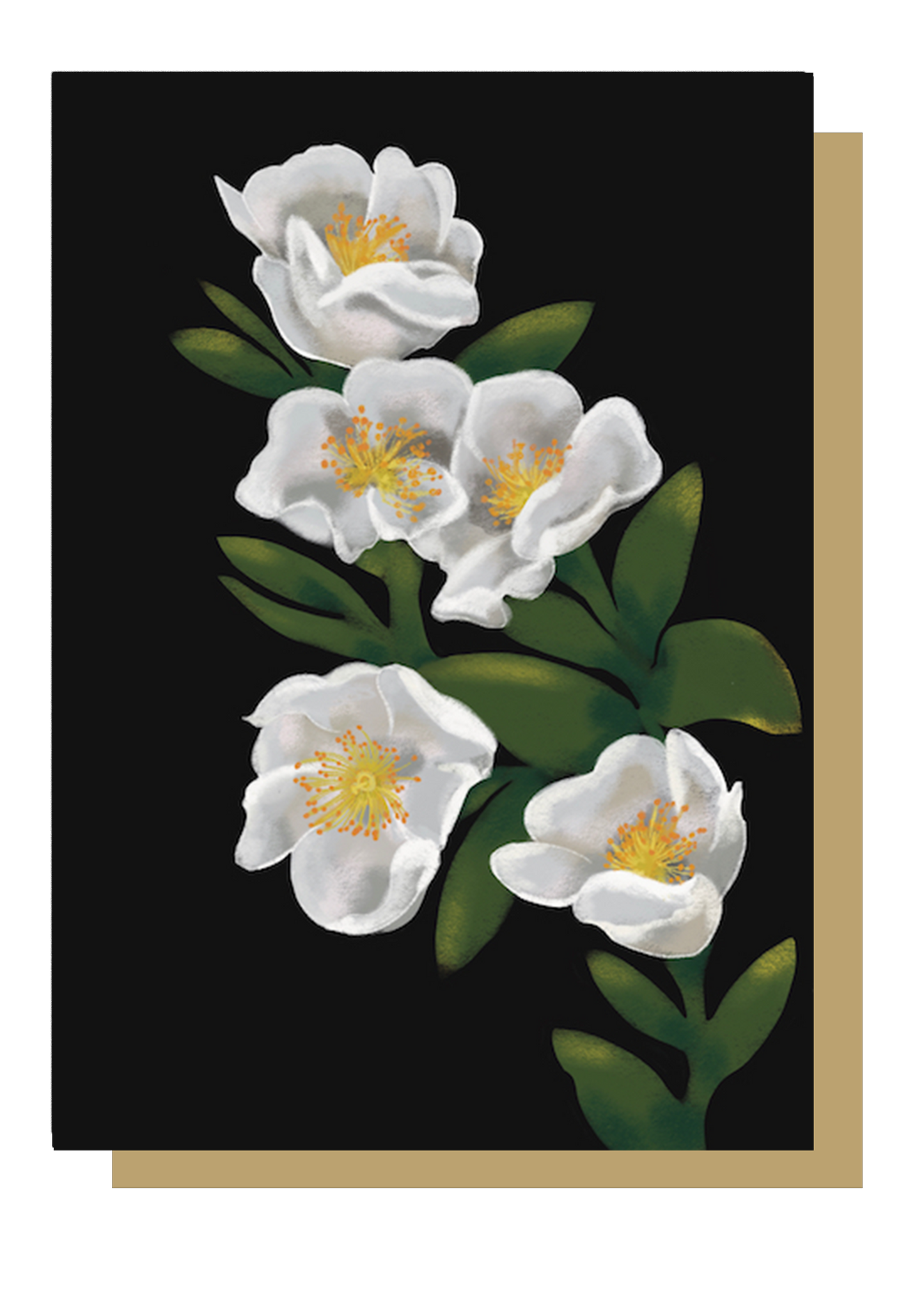 White Rose on Black Background Wayward Greetings Card