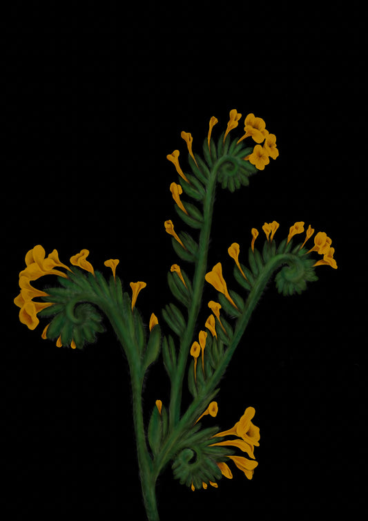 California Wildflower Fiddleneck Art Print on black background by Emma de la Pena 