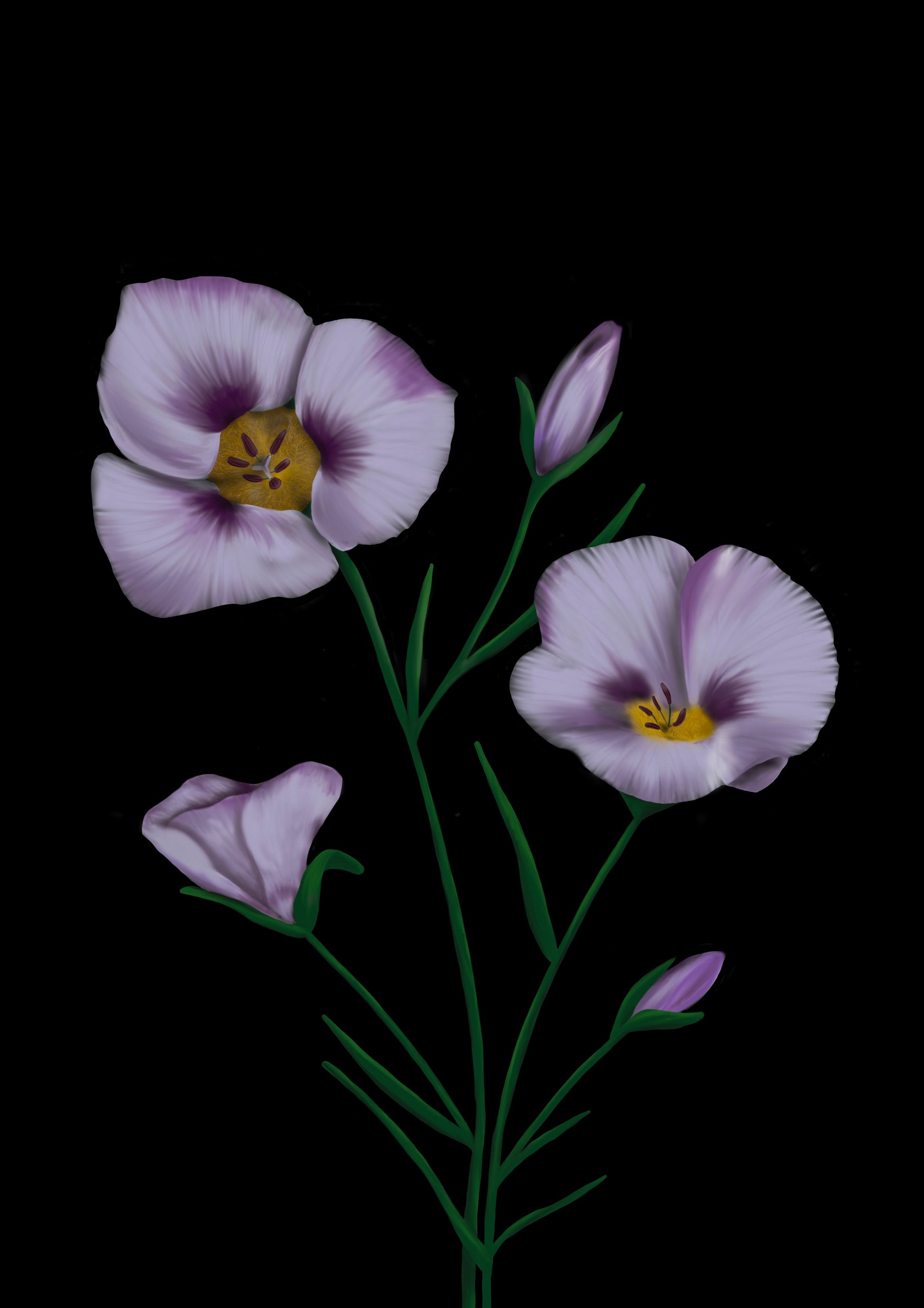 California Wildflower Mariposa Lily Art Print