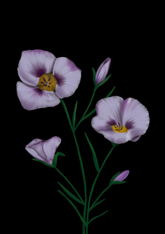 California Wildflower Mariposa Lily Art Print