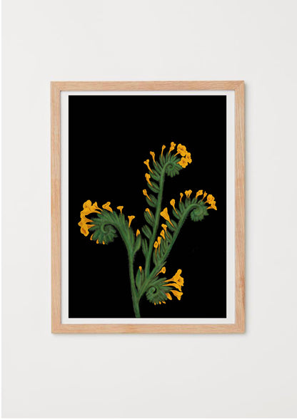California Wildflower Fiddleneck Art Print on black background by Emma de la Pena 