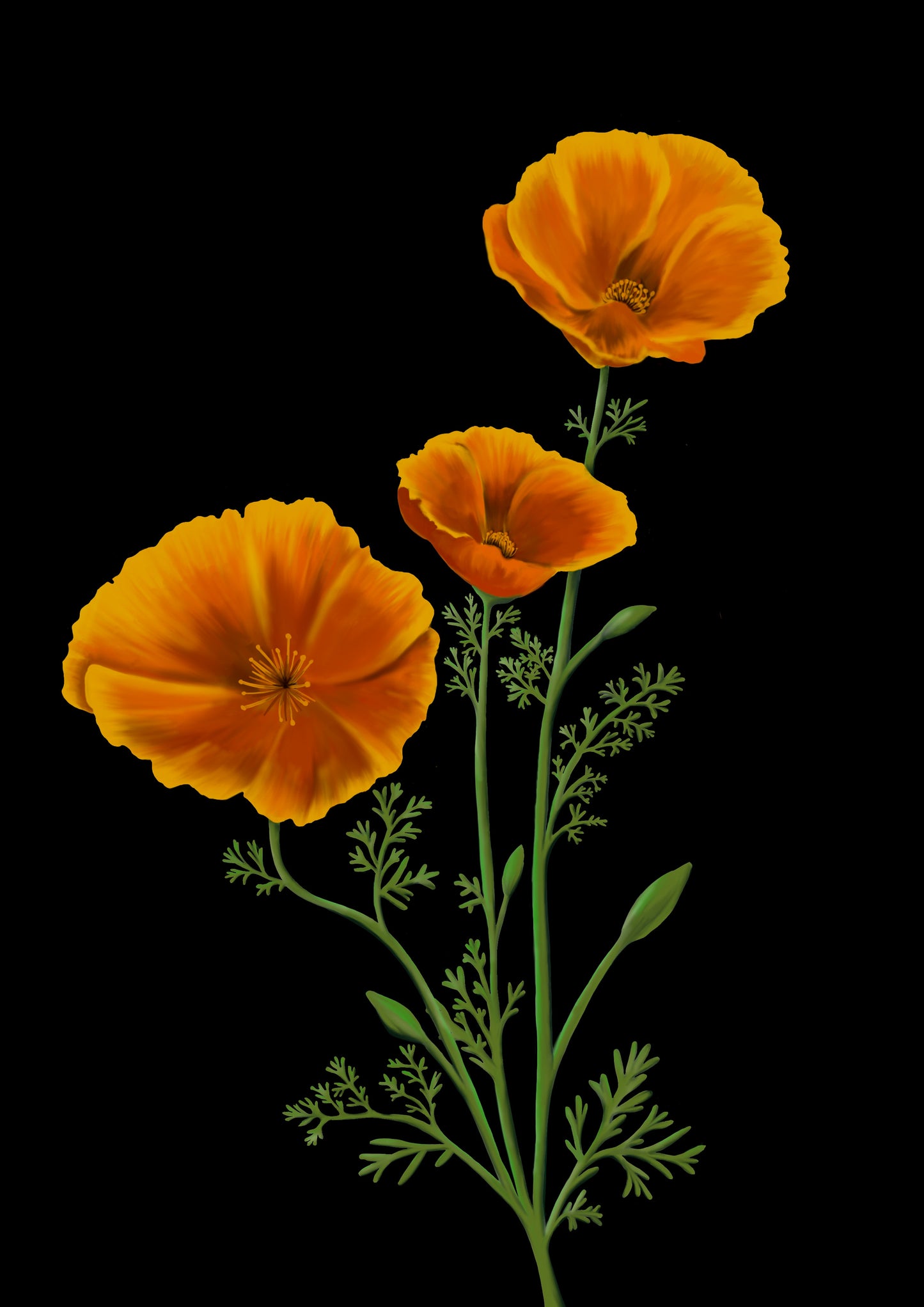 An illustrated art print of 3 orange california poppies on a black background