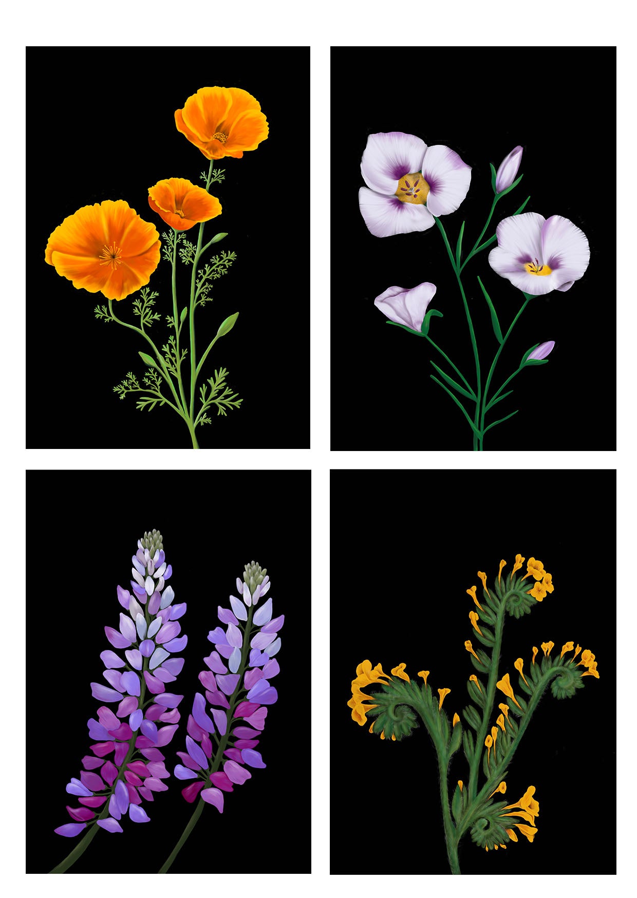 Set of 4 illustrations of california wildflowers by Emma de la Pena 